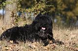 BOUVIER DES FLANDRES 279